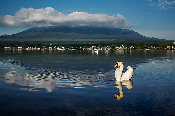 포토 JPG 해외이미지 동물 아시아 호수 야생동물 자연 아침 산 동양인 풍경 사람없음 반사 일본 새벽 흰색 도쿄 심볼 화산 백조 5 동쪽 후지산 랜드마크 해외202004 해외포토 주간 자연요소 나라 컬러 조류 인종 숫자 세계문화유산 방향 생태계 파일형식 이미지허브