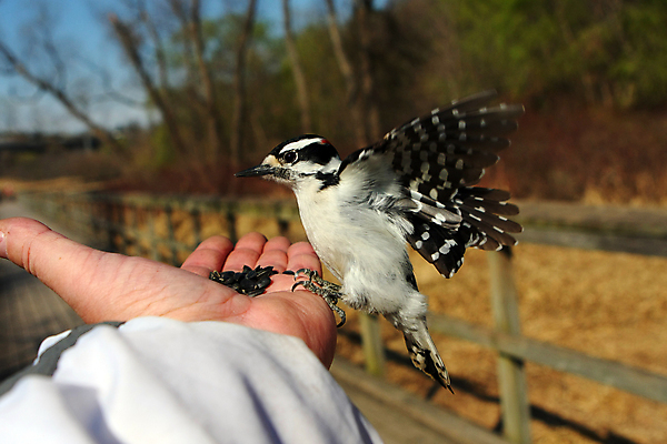 포토 JPG 해외이미지 나무 동물 여자 남자 야생동물 날개 자연 조류 앉기 사람없음 야외 파란색 검은색 흰색 관찰 점 숲 깃털 부리 계산서 동물상 수유 해외202004 해외포토 식물 컬러 모션 사람 조형물 생태계 파일형식 이미지허브