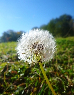 포토 JPG 해외이미지 식물 꽃 씨앗 사람없음 초록색 빛 약 봄 흰색 민들레 허브 해외202004 해외포토 계절 컬러 의학 파일형식 이미지허브