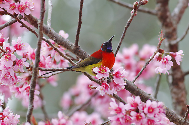 포토 JPG 해외이미지 나무 동물 여자 남자 꽃 아시아 얼굴 야생동물 백그라운드 날개 자연 조류 사람없음 야외 목재 가로 초록색 컬러풀 머리 환경 나뭇가지 막대기 닫기 숲 깃털 꼬리 부리 서식지 생태학 이국적 해외202004 해외포토 식물 교육 나라 컬러 재료 모션 사람 신체부위 생태계 파일형식 이미지허브