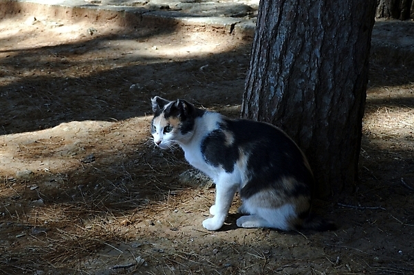 포토 JPG 해외이미지 동물 얼굴 겨울 사람없음 스마트폰 검은색 고양이 프랑스 수확 흰색 마이크 사인 고립 바보 벙어리 옛날 파리(프랑스) 해외202004 해외포토 계절 유럽 컬러 음향기기 농업 포유류 신체부위 핸드폰 스마트기기 반려동물 파일형식 이미지허브