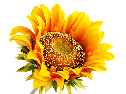 포토 JPG 해외이미지 식물 계절 꽃잎 꽃 줄기 백그라운드 잎 꽃무늬 농업 오렌지 자연 해바라기 씨앗 사람없음 야외 장식 초록색 여름 컬러풀 태양 노란색 머리 정원 맑음 봄 활발 벚꽃 흰색 신선 원형 황금 오브젝트 고립 인공 해외202004 해외포토 자연요소 도형 산업 컬러 컨셉 무늬 과일 날씨 신체부위 생태계 파일형식 이미지허브