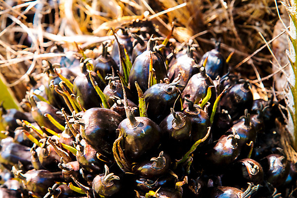 포토 JPG 해외이미지 나무 식물 산업 아시아 문화 음식 백그라운드 농업 채소 오렌지 과일 재료 태국 자연 디저트 건강 손바닥 요리 씨앗 사람없음 빨간색 농작물 농장 에너지 견과류 수확 흰색 신선 날짜 중앙 달콤 설탕 유기농 날것 대추 내추럴 고립 라마단 숙성 아랍어 원자재 세련 해외202004 해외포토 손 웰빙 나라 컬러 맛 생태계 파일형식 이미지허브