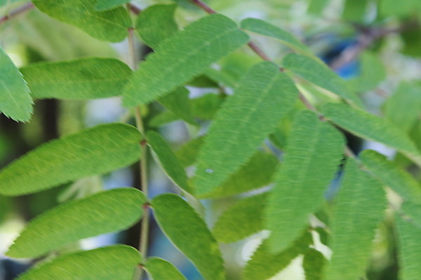 포토 JPG 해외이미지 나무 식물 공원 문화 백그라운드 잎 농업 채소 자연 추상 손바닥 사람없음 초록색 여름 새싹 우주 환경 정원 봄 성장 신선 숲 허브 원예 질감 내추럴 모종 밭일 생태학 이국적 세련 미니멀 해외202004 해외포토 손 계절 공공시설 교육 산업 컬러 무늬 취미 생태계 파일형식 이미지허브