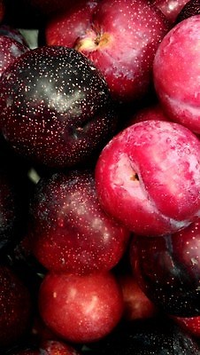 포토 JPG 해외이미지 채소 과일 사람없음 빨간색 자두 천도복숭아 해외202004 해외포토 컬러 복숭아 파일형식 이미지허브