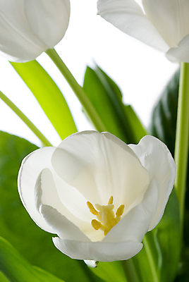 포토 JPG 해외이미지 식물 계절 꽃잎 꽃 잎 꽃무늬 자연 실내 사람없음 초록색 머리 봄 튤립 벚꽃 흰색 신선 묘사 꽃가루 내추럴 고립 해외202004 해외포토 컬러 무늬 내부 신체부위 가루 생태계 파일형식 이미지허브