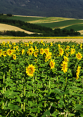 포토 JPG 해외이미지 식물 계절 꽃잎 꽃 문화 백그라운드 잎 꽃무늬 밭 농업 오렌지 자연 해바라기 씨앗 풍경 사람없음 야외 초록색 여름 농작물 컬러풀 태양 노란색 맑음 봄 활발 성장 벚꽃 시골 원형 개화 유기농 내추럴 해외202004 해외포토 자연요소 도형 웰빙 산업 컬러 컨셉 무늬 과일 날씨 생태계 파일형식 이미지허브