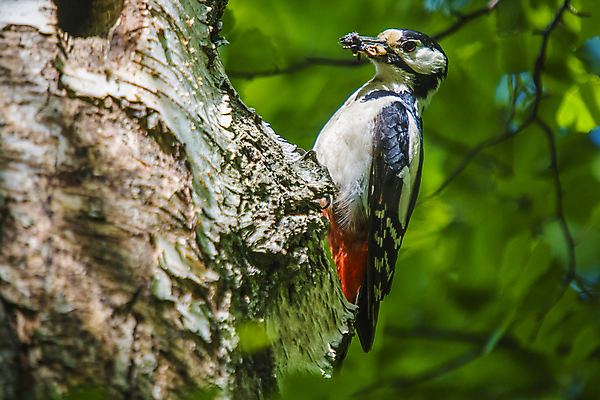 포토 JPG 해외이미지 나무 동물 야생동물 음식 날개 가족 자연 조류 엄마 휴식 주택 노르웨이 성인 사람없음 야외 빨간색 치킨 외침 나뭇가지 입 구멍 가르침 둥지 깃털 부리 수유 해외202004 해외포토 식물 교육 유럽 컬러 컨셉 관계 사람 건물 신체부위 소리 생태계 닭고기요리 파일형식 이미지허브