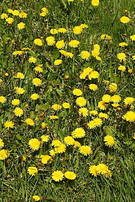 포토 JPG 해외이미지 꽃 사람없음 봄 벚꽃 개화 민들레 해외202004 해외포토 식물 계절 파일형식 이미지허브