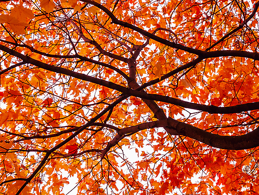 포토 JPG 해외이미지 나무 식물 디자인 계절 공원 백그라운드 단풍 잎 오렌지 자연 추상 따뜻함 풍경 사람없음 야외 빨간색 여름 빛 노란색 환경 정원 침묵 성장 광선 가을 나뭇가지 시골 신선 황금 숲 11월 인도인 유기농 장면 10월 구성 떠남 생태학 해외202004 해외포토 외국인 웰빙 공공시설 교육 컬러 무늬 과일 모션 동양인 소리 날짜 생태계 파일형식 이미지허브
