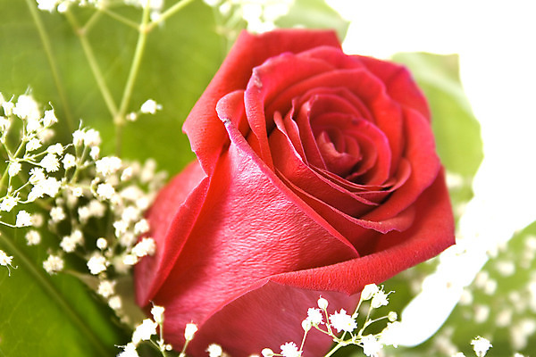 포토 JPG 해외이미지 식물 꽃잎 꽃 꽃다발 결혼 백그라운드 잎 꽃무늬 자연 발렌타인데이 선물 사랑 사람없음 빨간색 장미 흰색 인사 생일 우아함 다발 향기 엽서 고립 해외202004 해외포토 기념일 감정 컬러 컨셉 무늬 데이이벤트 이벤트 예절 편지 생태계 냄새 파일형식 이미지허브