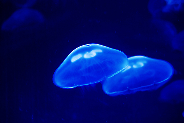 포토 JPG 해외이미지 두마리 사람없음 파란색 바닷속 수중동물 자포동물 해파리 해외202004 해외포토 동물 컬러 2 수중 파일형식 이미지허브