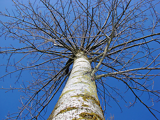 포토 JPG 해외이미지 나무 식물 공원 종이 지구 백그라운드 자연 유리 하늘 추상 휴가 사람없음 목재 파란색 글로벌 지구본 환경 봄 재활용 행성 보호 심볼 생태계 나무껍질 생태학 오존 해외202004 해외포토 계절 공공시설 교육 컬러 컨셉 무늬 재료 재질 우주 껍질 친환경 파일형식 이미지허브