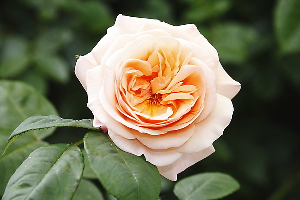 포토 JPG 해외이미지 꽃 오렌지 독일 사람없음 야외 장미 싱글 살구 해외202004 해외포토 식물 유럽 과일 파일형식 이미지허브