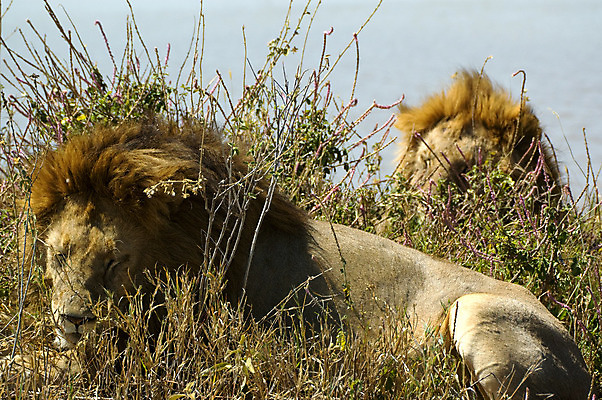 포토 JPG 해외이미지 동물 남자 야생동물 아프리카 자연 휴식 사람없음 초록색 머리 잠 사자 사파리 육식동물 대가리 세렝게티 탄자니아 해외202004 해외포토 나라 컬러 컨셉 포유류 사람 신체부위 생태계 파일형식 이미지허브