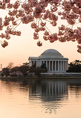 포토 JPG 해외이미지 나무 계절 공원 꽃 분홍색 건축양식 자연 사람없음 빨간색 세로 태양 반사 일출 일본 축제 미국 봄 새벽 벚꽃 도시 개화 체리 소프트포커스 심볼 상승 대야 기념물 천연기념물 워싱턴 해일 해외202004 해외포토 자연요소 식물 공공시설 건축 아시아 컬러 컨셉 북아메리카 과일 촬영기법 노을 자연재해 생태계 파일형식 이미지허브