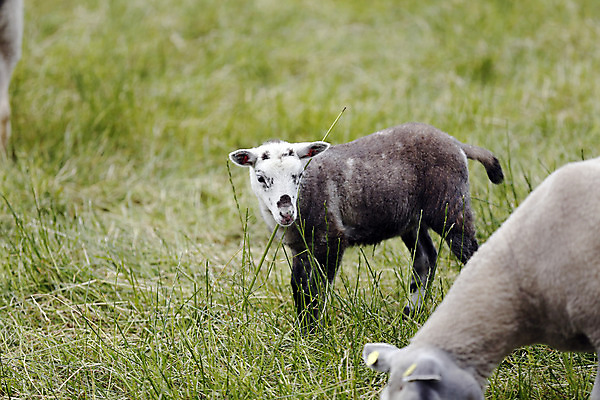 포토 JPG 해외이미지 동물 얼굴 음식 밭 농업 포유류 자연 새로움 털 서기 풍경 사람없음 초록색 농장 가축 봄 목장 아기 신생아 양 소 방목 땅 양고기 내추럴 양모 천진난만 해외202004 해외포토 계절 산업 컬러 컨셉 모션 육류 사람 신체부위 직물 축산업 생태계 파일형식 이미지허브