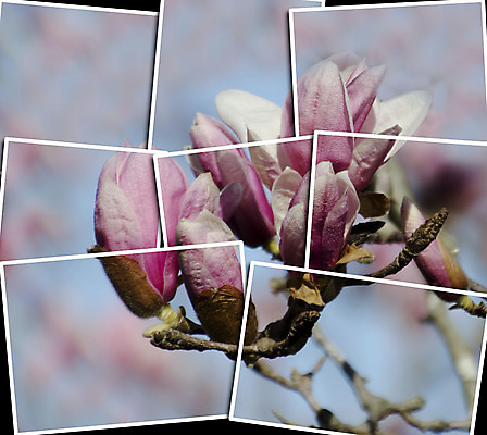 포토 JPG 해외이미지 나무 식물 계절 꽃잎 꽃 분홍색 백그라운드 자연 사람없음 햇빛 태양 정원 맑음 봄 벚꽃 나뭇가지 시간 개화 큼 자주색 과수원 묘사 목련 내추럴 해외202004 해외포토 자연요소 컬러 농업 날씨 크기 생태계 파일형식 이미지허브