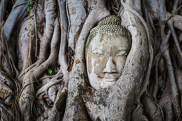 포토 JPG 해외이미지 나무 전통 응시 문화 얼굴 여행 불교 태국 휴가 미소 사람없음 건물 조각상 머리 탑 기도 사찰 숲 승려 명상 폐허 방콕 베트남 뿌리 캄보디아 랜드마크 미얀마 사리탑 세피아 옛날 왕국 인기 해외202004 해외포토 식물 건축물 시선 아시아 종교 종교건축 촬영기법 표정 신체부위 조형물 동남아시아 성직자 파일형식 이미지허브