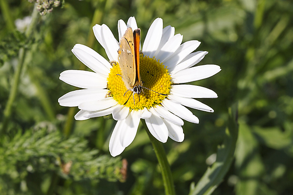 포토 JPG 해외이미지 식물 동물 꽃 나비 곤충 날개 오렌지 사람없음 초록색 노란색 마시기 흰색 닫기 꿀 해외202004 해외포토 컬러 과일 모션 파일형식 이미지허브