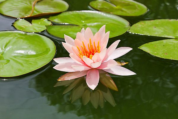 포토 JPG 해외이미지 식물 계절 공원 꽃잎 꽃 호수 분홍색 잎 꽃무늬 자연 휴식 연꽃 사람없음 야외 초록색 물 여름 반사 노란색 평화 환경 정원 보라색 벚꽃 흰색 연못 신용카드 개화 백합 묘사 명상 내추럴 이국적 해외202004 해외포토 자연요소 공공시설 컬러 컨셉 무늬 금융 생태계 파일형식 이미지허브