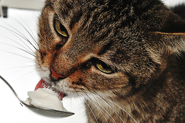 포토 JPG 해외이미지 동물 전통 디자인 음식 털 이벤트 사람없음 반려동물 숟가락 고양이 우유 추위 행운 맛 먹기 크림 상쾌 고립 해외202004 해외포토 감정 컨셉 포유류 모션 유제품 수저 파일형식 이미지허브