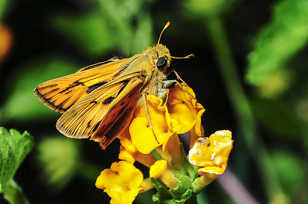 포토 JPG 해외이미지 꽃 곤충 날개 자연 안테나 사람없음 야외 들꽃 점 벌레 캘리포니아 서식지 나방 해외202004 해외포토 식물 동물 통신 미국 생태계 파일형식 이미지허브