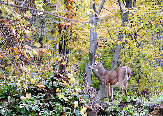 포토 JPG 해외이미지 동물 남자 야생동물 밭 포유류 자연 사슴 뿔 사람없음 야외 달러 바퀴자국 해외202004 해외포토 돈 농업 자국 사람 생태계 파일형식 이미지허브