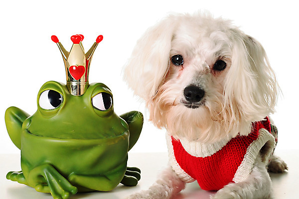 포토 JPG 해외이미지 동물 행복 새끼 남편 개구리 사랑 미소 사람없음 빨간색 반려동물 컬러풀 유행 기쁨 흰색 표현 날짜 개 달콤 강아지 모피 보호자 송곳니 고립 기르기 동반자 왕자 스타일 해외202004 해외포토 감정 컬러 포유류 표정 양서류 맛 치아 돌봄 파일형식 이미지허브