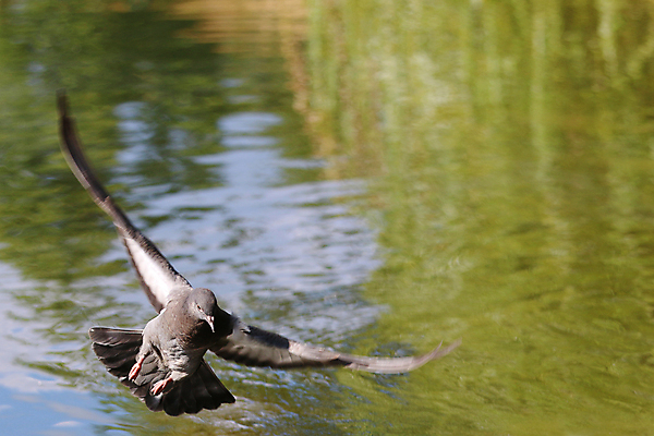 포토 JPG 해외이미지 호수 야생동물 포즈 이동 자연 조류 사람없음 목재 물 울타리 강 농장 농경지 도시 해충 비둘기 삼림지대 해외202004 해외포토 자연요소 나무 동물 컨셉 농업 재료 담장 벌레 숲 생태계 파일형식 이미지허브