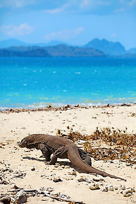 포토 JPG 해외이미지 동물 척추동물 아시아 야생동물 모래 바다 섬 파충류 자연 국립공원 풍경 사람없음 물 파란색 햇빛 걷기 모니터 용 위험 큼 도마뱀 인도네시아 육식동물 이국적 해외202004 해외포토 자연요소 공원 나라 컬러 컨셉 모션 컴퓨터 태양 크기 생태계 파일형식 이미지허브