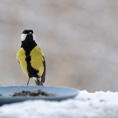 포토 JPG 해외이미지 동물 접시 응시 공원 음식 백그라운드 겨울 조류 씨앗 서기 앉기 사람없음 야외 노란색 정원 추위 깃털 정사각형 부리 내추럴 생존 해외202004 해외포토 도형 식물 식기 시선 계절 공공시설 컬러 모션 파일형식 이미지허브