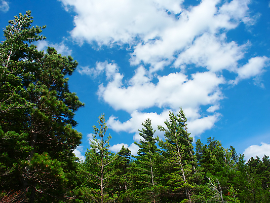 포토 JPG 해외이미지 나무 구름 공원 여행 백그라운드 하늘 산 사람없음 야외 초록색 환경 미국 소나무 황무지 숲 큼 생물학 북쪽 침엽수 삼림지대 생태학 해외202004 해외포토 자연요소 식물 공공시설 교육 컬러 북아메리카 크기 방향 파일형식 이미지허브