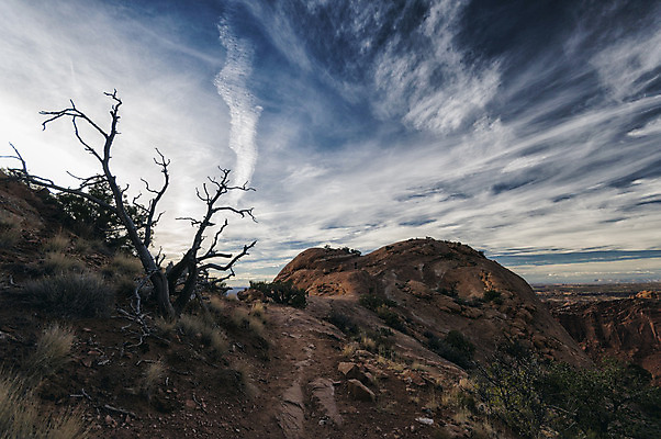 포토 JPG 해외이미지 나무 식물 구름 공원 길 여행 자연 하늘 날씨 휴가 산 건조 따뜻함 국립공원 풍경 사람없음 야외 여름 미국 하이킹 사막 뜨거움 황무지 고독 보호 저녁 언덕 멀리 방법 생태학 서쪽 해외202004 해외포토 자연요소 계절 공공시설 교육 감정 컨셉 북아메리카 레저 야간 방향 생태계 파일형식 이미지허브