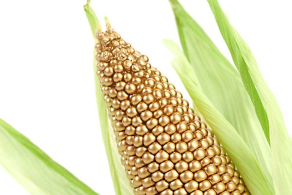 포토 JPG 해외이미지 식물 손 음식 백그라운드 잎 농업 다이어트 채소 자연 건강 옥수수 사람없음 초록색 농장 노란색 젖음 수확 껍질 흰색 신선 잡기 황금 달콤 맛 낟알 인도인 심볼 유기농 알맹이 귀 팝콘 미로 내추럴 고립 숙성 채식주의자 팝 해외202004 해외포토 외국인 웰빙 산업 컬러 컨셉 모션 곡류 동양인 신체부위 생태계 채식 파일형식 이미지허브