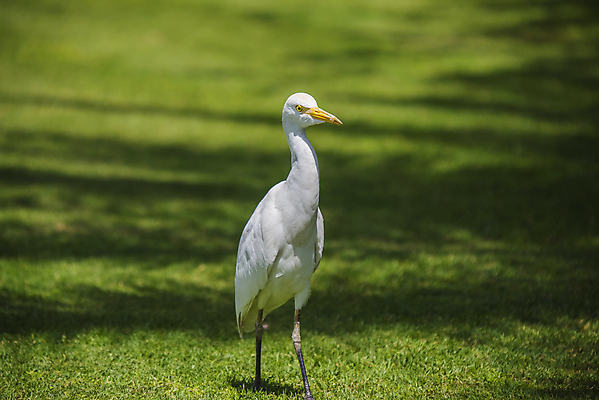 포토 JPG 해외이미지 식물 동물 공원 아시아 야생동물 날개 자연 조류 하늘 동양인 사람없음 물 노란색 흰색 황무지 소 방목 왜가리 깃털 부리 내추럴 동물상 전국 해외202004 해외포토 자연요소 공공시설 나라 컬러 포유류 인종 조형물 축산업 생태계 파일형식 이미지허브