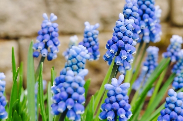 포토 JPG 해외이미지 식물 계절 공원 꽃잎 꽃 줄기 백그라운드 잎 꽃무늬 밭 전구 자연 포도 프레임 풍경 사람없음 야외 가로 초록색 파란색 컬러풀 태양 정원 보라색 봄 활발 성장 벚꽃 신선 개화 제비꽃 내추럴 히아신스 해외202004 해외포토 자연요소 공공시설 컬러 컨셉 무늬 농업 과일 생태계 파일형식 이미지허브