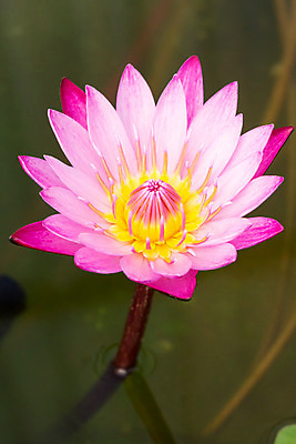 포토 JPG 해외이미지 식물 공원 꽃 아시아 호수 분홍색 백그라운드 꽃무늬 자연 연꽃 사람없음 초록색 물 여름 노란색 벚꽃 흰색 연못 개화 우아함 백합 큼 꽃가루 완벽 해외202004 해외포토 자연요소 계절 공공시설 나라 컬러 컨셉 무늬 크기 가루 생태계 파일형식 이미지허브