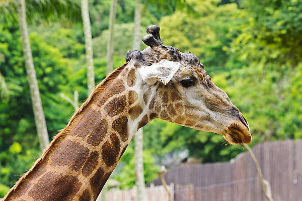 포토 JPG 해외이미지 동물 얼굴 야생동물 패턴 포유류 아프리카 자연 초식동물 동물원 사람없음 여름 머리 환경 입 기린 사파리 호기심 싱글 주둥이 반추동물 해외202004 해외포토 계절 감정 나라 컨셉 무늬 신체부위 생태계 파일형식 이미지허브