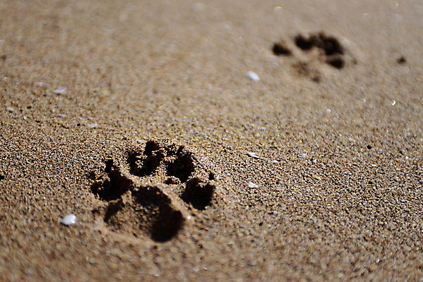 포토 JPG 해외이미지 동물 모래 바다 여행 발 아프리카 하늘 휴가 풍경 사람없음 야외 물 여름 파란색 태양 바위 개 발자국 흔적 장면 암초 모로코 단계 대서양 선로 양발 수평선 해외202004 해외포토 자연요소 계절 나라 컬러 포유류 자국 신체부위 돌_바위 파일형식 이미지허브