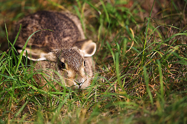 포토 JPG 해외이미지 주간 한마리 엎드리기 사람없음 야외 흙 토끼 해외포토 자연요소 1 포유류 모션 반려동물 파일형식 이미지허브