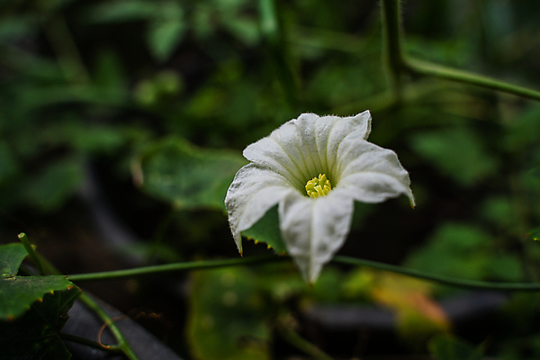 포토 JPG 해외이미지 식물 계절 공원 여자 꽃 음식 백그라운드 꽃무늬 과일 부분 자연 사람없음 초록색 여름 빛 햇빛 평화 귀여움 정원 일본 검은색 침묵 봄 벚꽃 흰색 신선 뱀 센터 만족 싱글 질감 포도나무 박 아이비 내추럴 해외202004 해외포토 공공시설 감정 아시아 컬러 컨셉 무늬 파충류 사람 태양 소리 과일나무 생태계 파일형식 이미지허브