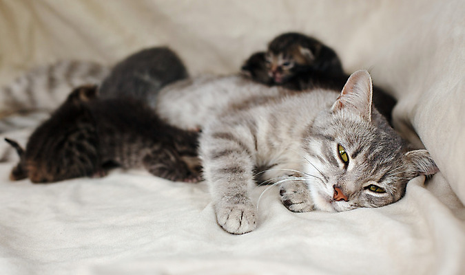 포토 JPG 해외이미지 동물 새끼 포유류 놀이 털 사람없음 반려동물 갈색 머리 귀여움 고양이 줄무늬 회색 아기 잠 그룹 달콤 작음 얼룩무늬 솜털 거짓말 기르기 해외202004 해외포토 컬러 컨셉 무늬 사람 신체부위 맛 크기 돌봄 파일형식 이미지허브