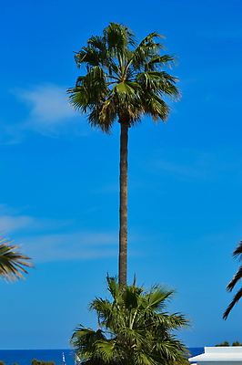 포토 JPG 해외이미지 나무 식물 구름 모래 바다 섬 여행 백그라운드 잎 자연 하늘 휴가 휴식 열대 손바닥 풍경 사람없음 야외 초록색 여름 파란색 야자수 햇빛 태양 맑음 침묵 일몰 휴양지 코코넛 이국적 파라다이스 해외202004 해외포토 자연요소 손 계절 컬러 컨셉 과일 날씨 노을 소리 장소 생태계 파일형식 이미지허브