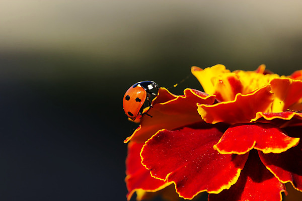 포토 JPG 해외이미지 식물 계절 꽃잎 꽃 야생동물 곤충 백그라운드 꽃무늬 농업 자연 해바라기 사람없음 빨간색 여름 컬러풀 햇빛 태양 노란색 정원 맑음 봄 흰색 신선 원형 개화 선택 유기농 원예 질감 생물학 무당벌레 꽃가루 내추럴 기르기 해외202004 해외포토 자연요소 도형 동물 웰빙 교육 산업 컬러 컨셉 무늬 날씨 취미 가루 생태계 돌봄 파일형식 이미지허브