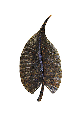 포토 JPG 해외이미지 식물 템플릿 디자인 계절 공원 클리핑패스 백그라운드 잎 패턴 표면 추상 아이디어 미술 사람없음 장식 금속 정원 수확 성장 나뭇가지 우아함 자르기 철 심볼 묘사 오브젝트 질감 복고 내추럴 고립 철강 해외202004 해외포토 나무 공공시설 컨셉 무늬 농업 모션 재질 문화예술 파일형식 이미지허브