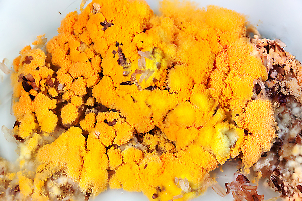 포토 JPG 해외이미지 음식 조각 오렌지 건강 사람없음 갈색 노란색 검은색 성장 닫기 지저분함 질병 위험 오브젝트 곰팡이 옛날 해로움 해외202004 해외포토 컬러 컨셉 과일 의학 모션 감각 파일형식 이미지허브