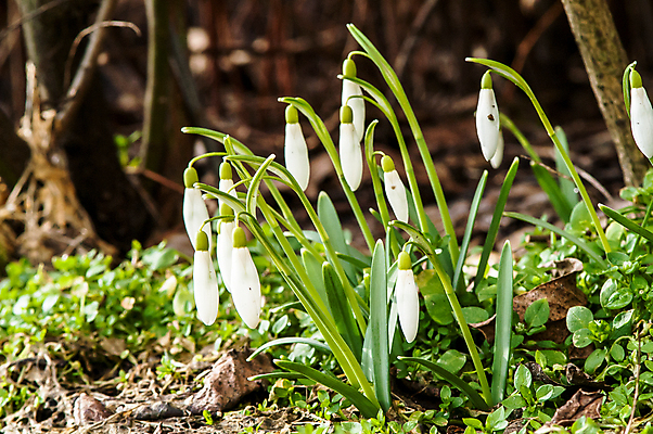 포토 JPG 해외이미지 식물 계절 꽃잎 꽃 잎 꽃무늬 밭 자연 따뜻함 텐트 사람없음 야외 목재 초록색 파란색 빛 햇빛 태양 새싹 정원 계곡 맑음 봄 벚꽃 종 흰색 신선 개울 숲 보석 내추럴 삼림지대 아네모네 취급주의 프리뮬러 헌병 해외202004 해외포토 자연요소 나무 컬러 무늬 농업 재료 날씨 캠핑도구 경고 강 군인 광석 생태계 파일형식 이미지허브