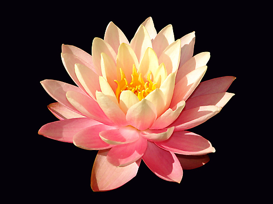 포토 JPG 해외이미지 식물 꽃잎 꽃 호수 선 분홍색 백그라운드 잎 꽃무늬 자연 표면 휴식 연꽃 사람없음 야외 초록색 물 여름 빛 반사 정원 침묵 고요 봄 벚꽃 흰색 연못 신선 개화 우아함 정상 백합 싱글 내추럴 이국적 해외202004 해외포토 자연요소 계절 컬러 컨셉 무늬 소리 생태계 파일형식 이미지허브