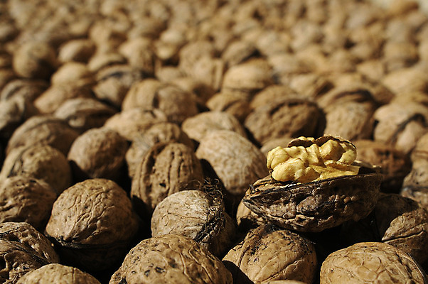 포토 JPG 해외이미지 계절 음식 잎 다이어트 과일 재료 건조 건강 사람없음 목재 갈색 견과류 껍질 시골 신선 그룹 사발 시장 맛 오브젝트 유기농 질감 알맹이 날것 호두 아몬드 흙더미 내추럴 판지 깨짐 단백질 옛날 정물화 채식주의자 개암 비건 해외202004 해외포토 나무 식물 웰빙 열매 컬러 컨셉 흙 사기그릇 그림 채식 영양소 파일형식 더미 이미지허브